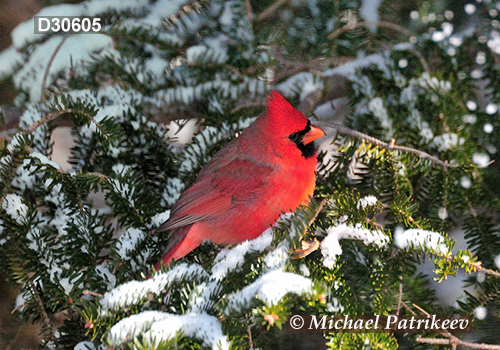 Northern Cardinal (Cardinalis cardinalis)